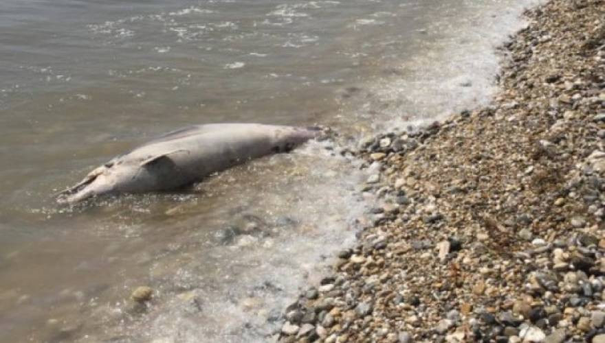 Θλιβερό θέαμα στο Ναύπλιο: Ξεβράστηκε δεύτερο βασανισμένο δελφίνι (εικόνες)